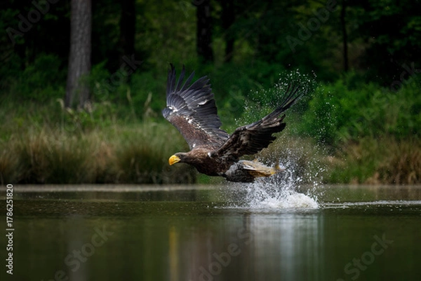 Fototapeta Eagle attack. Steller's sea eagle, Haliaeetus pelagicus, with caught fish in flight. Majestic bird flying over lake after successful hunt. Pacific sea eagle in wild nature. Heaviest eagle in the world