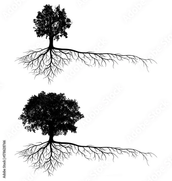 Obraz tree silhouettes