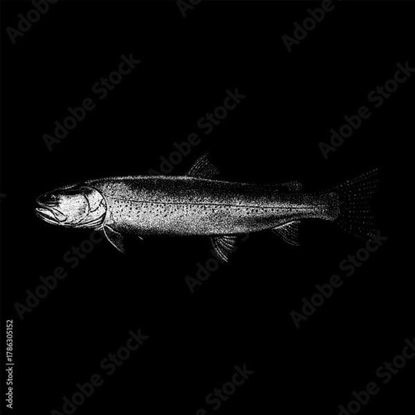 Obraz Taimen fish, the world’s largest salmonid. The artwork showcases the fish’s elongated body, powerful fins, and natural texture through precise linework, perfect for scientific illustrations.