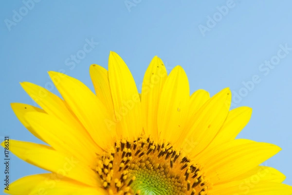 Fototapeta sunflower blossom