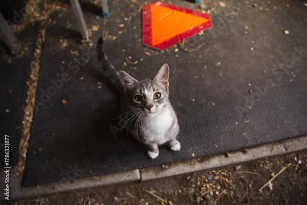 Obraz Domestic cats in a backyard in Ontario, Canada.