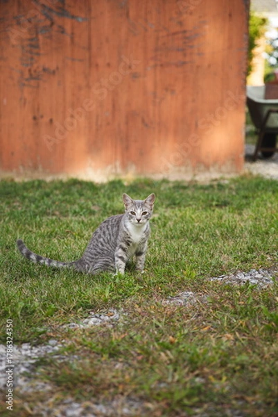 Obraz Domestic cats in a backyard in Ontario, Canada.