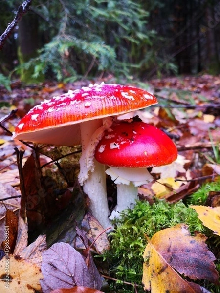 Obraz Fliegenpilz behütet 