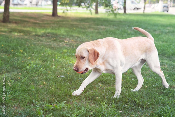 Obraz Cute Labrador Retriever playing with ball in park