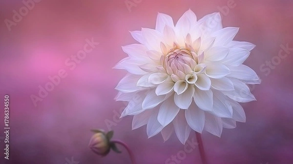 Obraz A single white flower on a pink background