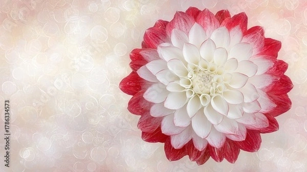 Obraz A red and white flower on a pink and white background