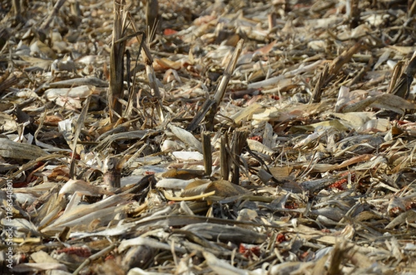 Fototapeta field of corn after harvest with remains of leaves and husks