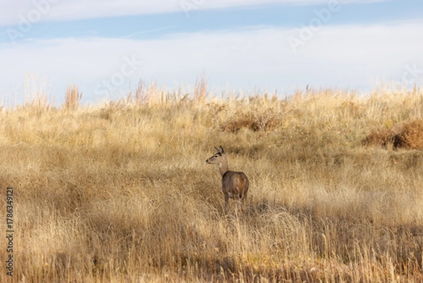 Fototapeta The quiet majesty of the Rockies comes alive in the gentle presence of wild deer.