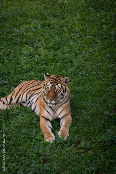 Obraz tiger in the jungle