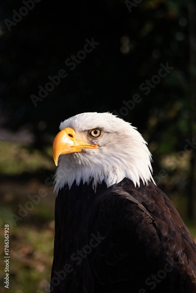 Obraz american bald eagle