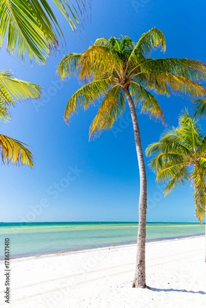 Obraz Beach Palm Tree