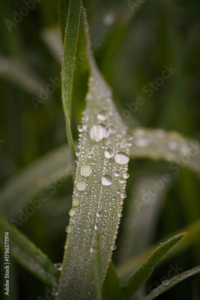Fototapeta Capturing tranquil dew drops that adorn single grass filament at dawn