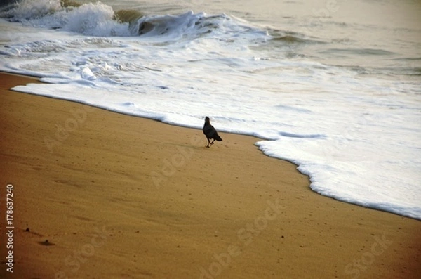 Fototapeta Lever de soleil sur la plage de Mahäbalipuram (Tamil Nadu –Inde)