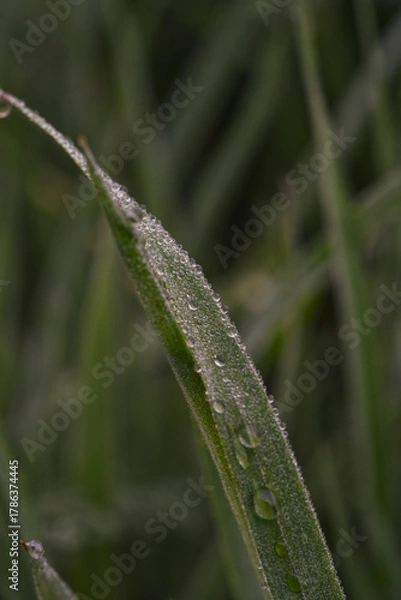 Fototapeta Capturing tranquil dew drops that adorn single grass filament at dawn