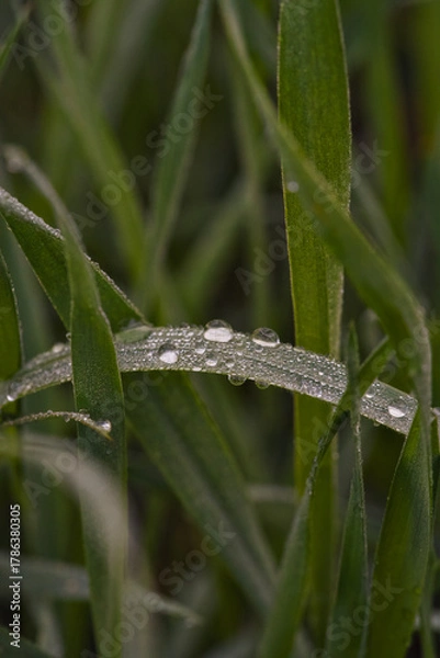 Fototapeta Capturing tranquil dew drops that adorn single grass filament at dawn