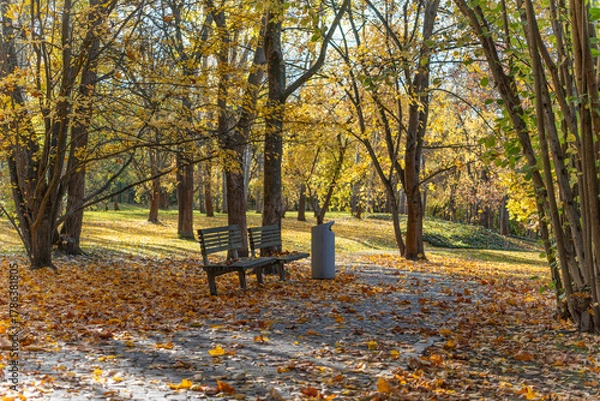 Fototapeta Quiet grove in late fall. Golden trees line a peaceful park grove with empty benches. Low sunlight paints warm tones across fallen leaves.