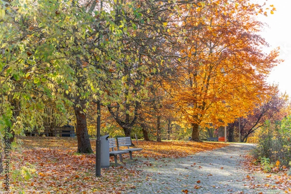 Fototapeta Benches under autumn canopy. Two benches rest beneath bright beech Fagus sylvatica foliage. A cobbled path winds through carpets of leaves.