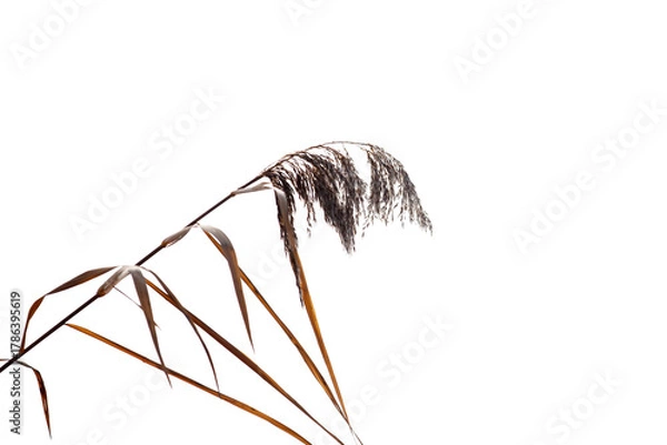 Obraz Pampas grass on a white background. Close-up.