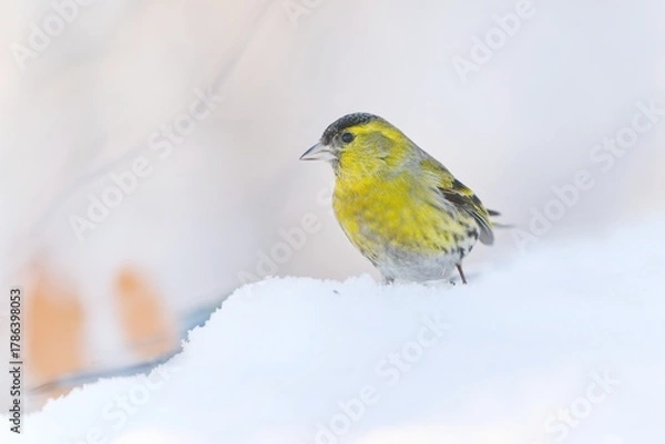 Fototapeta Eurasian siskin sits on the ground and looks for food. Carduelis spinus. song bird in the nature habitat. wildlife scene from nature.
