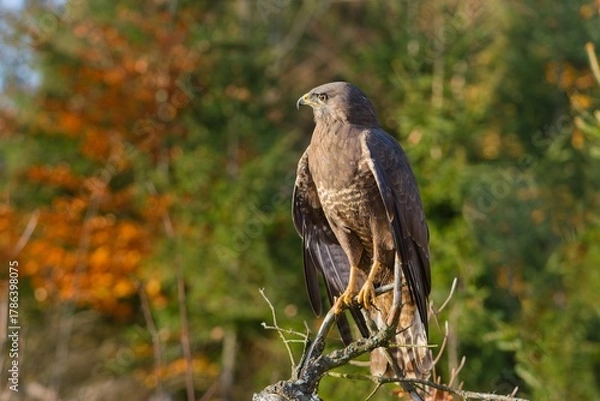 Obraz A common buzzard sits on a branch. Portrait of a common buzzard. Buteo buteo. 