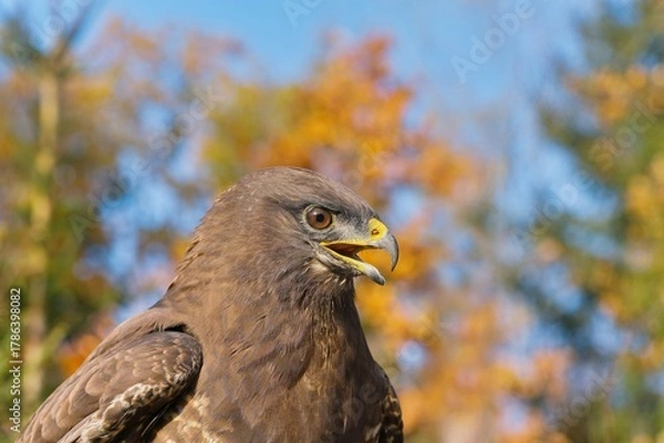 Obraz Closeup Portrait of a common buzzard. Buteo buteo. 