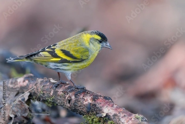 Obraz Eurasian siskin sitting on the branch. Carduelis spinus. song bird in the nature habitat. wildlife scene from nature.