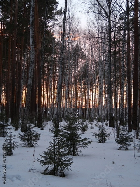Fototapeta sunset in the woods
