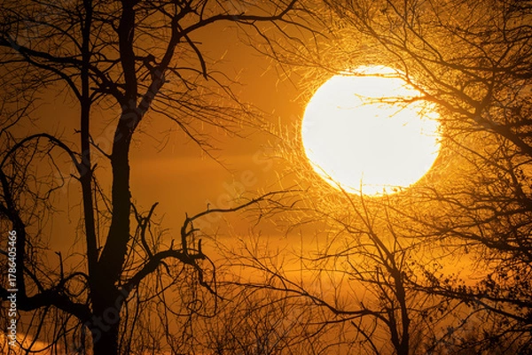 Obraz Sunset behind silhouetted tree branches