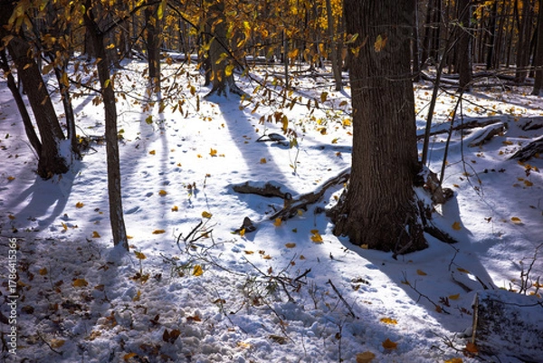 Obraz Sunlight streak through trees covered by snow