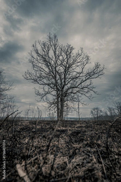Obraz Dramatic Burned field from controlled burn