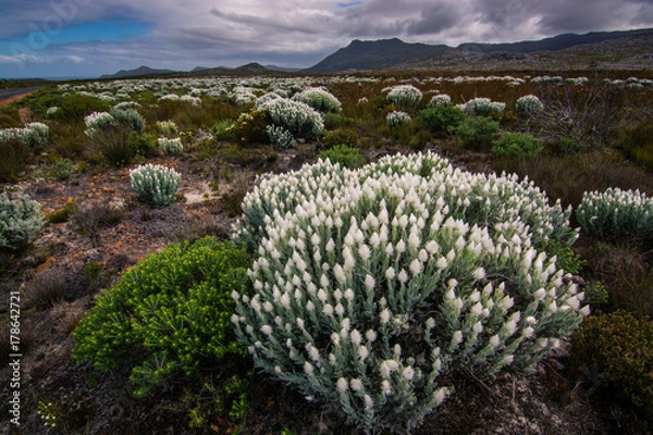Fototapeta Everlastings, white spring flowers, shine brightly under a stormy sky with mountains in the background.  Cape Point Nature Reserve, South Africa