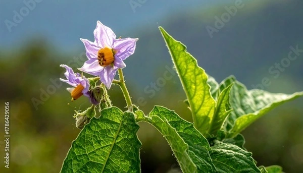 Fototapeta Delicate Potato Flowers in Bloom - A Close-Up View.