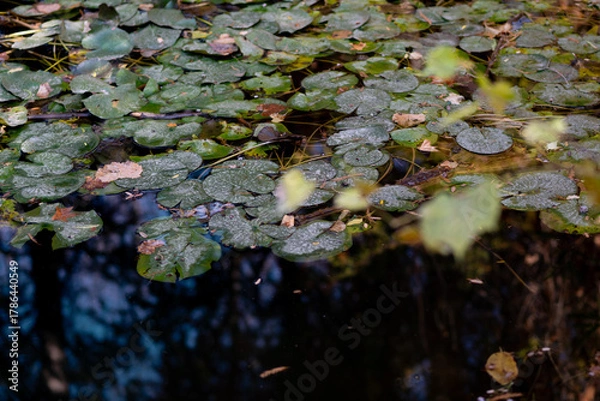 Obraz Swamp in autumn, landscape. Backwater