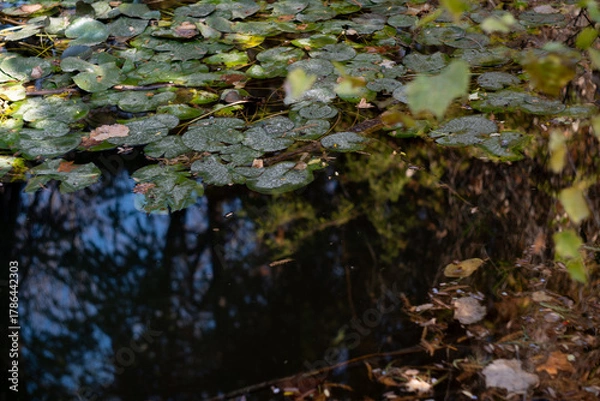 Obraz Swamp in autumn, landscape. Backwater