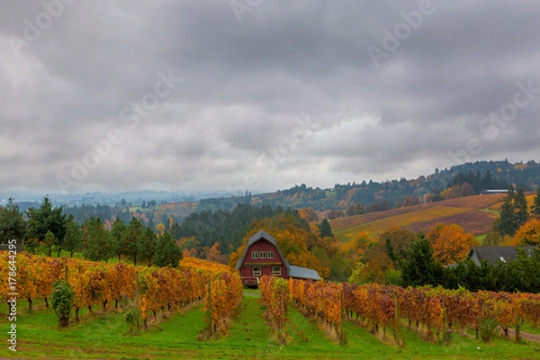 Obraz Vineyard in Dundee Oregon in Fall Season