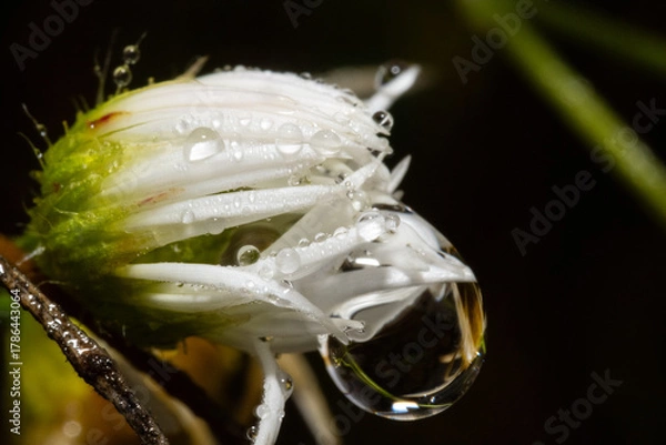 Fototapeta Ultra macro of a miniature white flower with many tiny rain drops