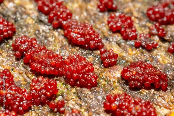 Fototapeta Ultra macro of a Red group of spore-producing organisms feeding on a tree trunk