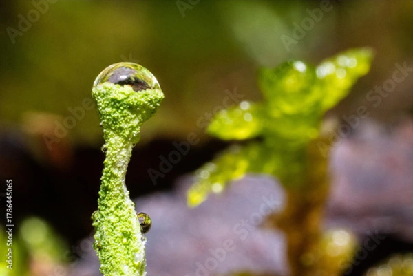 Fototapeta Ultra macro of a tiny green vegetation with rain drops and freshness