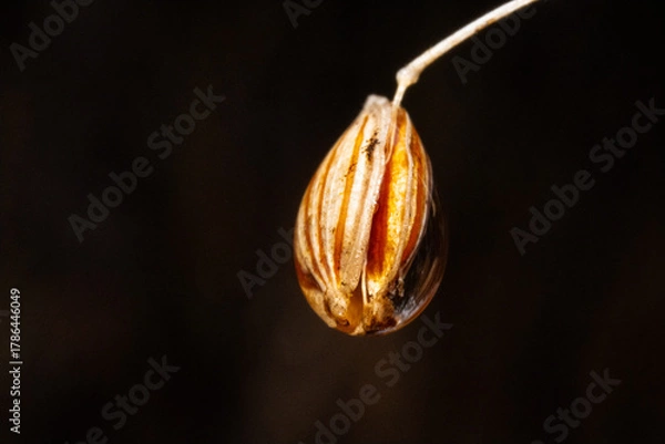 Fototapeta Ultra macro of wild flower seed in a rain droplet