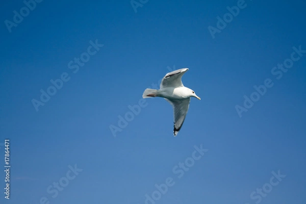 Fototapeta Soaring seagull