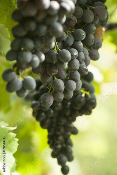 Fototapeta Grapes