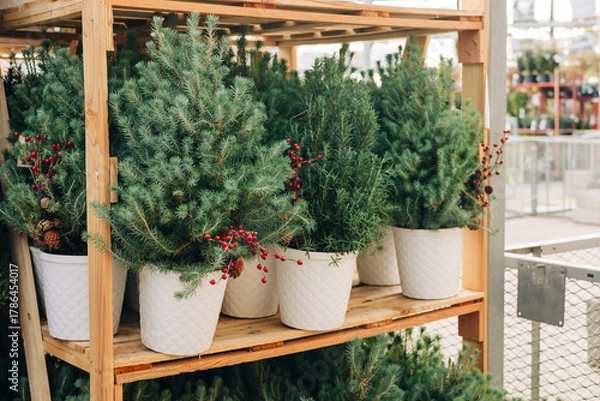 Fototapeta Festive small pine trees with red berries in white pots displayed in a garden center during winter season