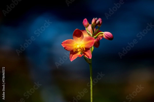 Obraz A cluster of vibrant reddish-orange orchids with bright yellow centers bloom on a thin dark stalk against a lush blurred green background.