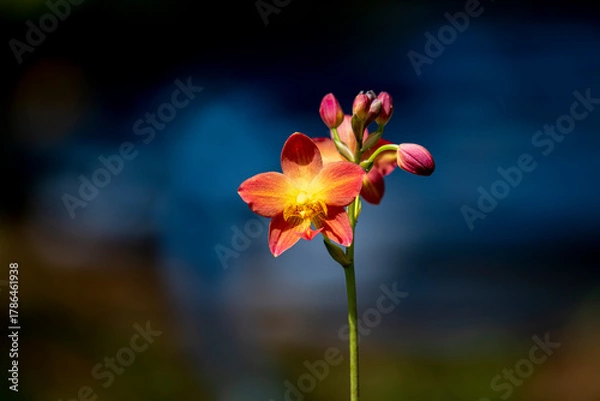 Obraz A cluster of vibrant reddish-orange orchids with bright yellow centers bloom on a thin dark stalk against a lush blurred green background.