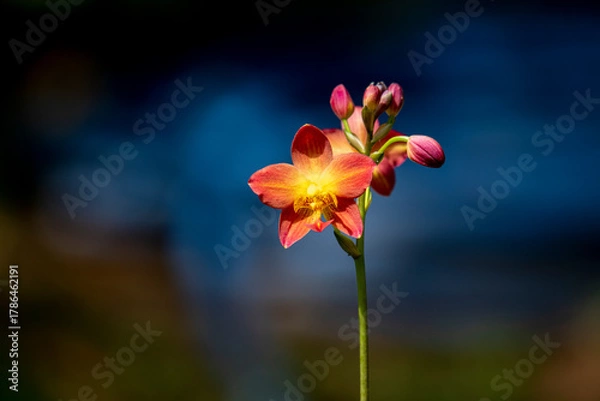 Obraz A cluster of vibrant reddish-orange orchids with bright yellow centers bloom on a thin dark stalk against a lush blurred green background.