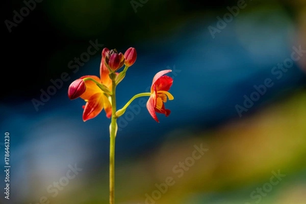 Obraz A cluster of vibrant reddish-orange orchids with bright yellow centers bloom on a thin dark stalk against a lush blurred green background.
