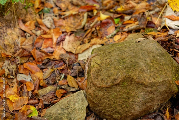Fototapeta Slug crawling down a rock