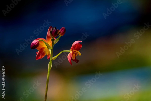 Obraz A cluster of vibrant reddish-orange orchids with bright yellow centers bloom on a thin dark stalk against a lush blurred green background.