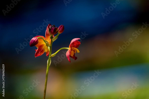 Obraz A cluster of vibrant reddish-orange orchids with bright yellow centers bloom on a thin dark stalk against a lush blurred green background.