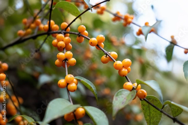 Fototapeta Oriental bittersweet (Celastrus orbiculatus), an invasive Asian vine, with bright orange-yellow berries; used ornamentally but also eaten by wildlife.
